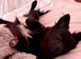 Still Available!! Gorgeous Little Pom-Chi-Mix Girl Puppy 6 months