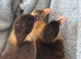 2 ducklings
