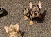 Last boy left tri and tan Merle
