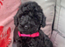 Cockapoo puppies