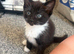 5 BEAUTIFUL KITTENS READY FOR THERE FOREVER HOME