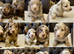 Dachshund miniature long haired