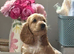 Show, cocker spaniels