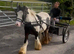 DOLLAR &ndash; RIDE & DRIVE   3-year-old Cob Stallion | 10.2hh