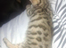 4 female bengal kittens ready now