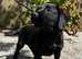 Fox Red & Black Labrador Retriever Puppies