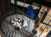 Stunnning jack russell pups