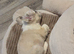 Fluffy french bulldog