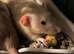 2 male dumbo rats