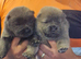 6 stunning kc reg chow pups rough coat