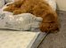 cockapoo