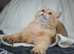 British Shorthair STUD (not for sale)