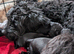 Beautiful Cockapoo and Cavapoo cross puppies