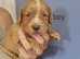 Cocker spaniel puppies for sale.