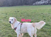 KC golden retriever puppy