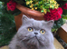 Health tested Persian boy cat