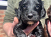 Cockapoo Puppies For Sale