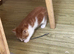 Bubbly stunning kittens available