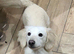 Stunning clear cream kc mini Dachshund stud boy