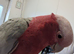 Male Galah 18 months old