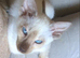 Pure Tradition Siamese Kittens