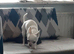 adult chihuahua
