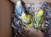 !!! YOUNG BUDGIES READY FOR REHOMING!!!