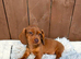 Dachshund puppies 3 Boys available