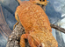 Bearded Dragons