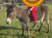 6 year old Jenny donkey in foal