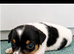 Jack Russell Puppies