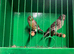 Pair of colour canaries