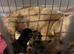 Miniature Dachshund Puppies 2 Boys