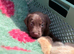 Chocolate/Yellow Lab puppies