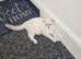 Scottish fold kitten 6months old