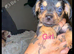Fenchie x dachshund x westie pups