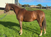 Beautiful sec B Mare