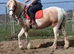 Sold subject to collection. Stunning lemon and white 3 yr old filly.