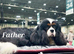 Fully Health Tested KC Cavalier King Charles Spaniel Puppies