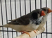 ORANGE BREAST SPLITS, FAWN , DOUBLE BLACK BREAST, BLACK CHEEK,  BLACK FACE