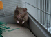 Syrian Hamster full set up