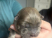 Blue and blue fawn chow chow puppies