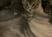 Kittens for sale