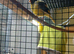 Four canaries in a indoor avery