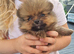 Pomeranian puppies