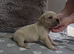 Straw Cane Corso Pups