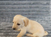 8 dachshund x jack Russel puppies