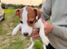 Pure breed Jack Russel puppies