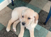 9 week old Labrador pups for sale