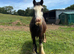 Genuine 4yo Traditional Cob Gelding | Ride & Drive | Bombproof in Traffic | Family Type | &pound;2,500 ONO